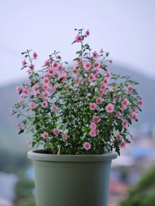 小木槿好養(yǎng)嗎 小木槿易養(yǎng)嗎？
木槿適合養(yǎng)嗎？